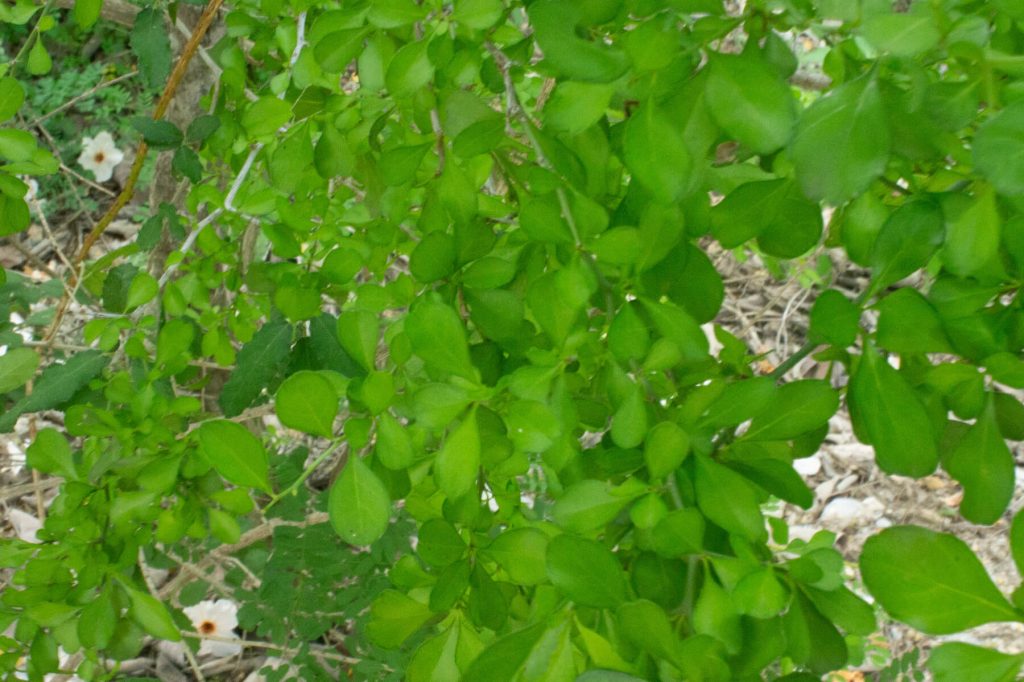 Helietta parvifolia